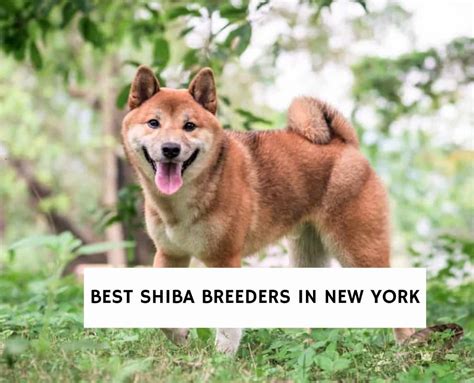 6 Best Shiba Breeders in New York!