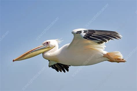 Great White Pelican In Flight Stock Image Z8160194 Science Photo