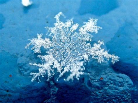 Unique And Beautiful Snowflakes 49 Pics