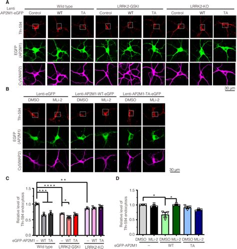 Lrrk2 Phosphorylation Of Ap2m1 Mediates Lrrk2 Induced Endocytosis