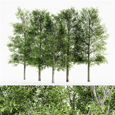 Shingle Oak Tree Collection 5 Trees 2026 - Free Daz 3D Models
