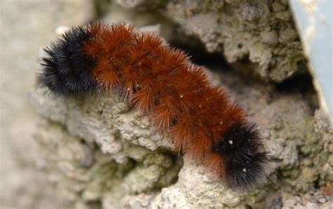 How Bad Will Our Winter Be A Caterpillar Can Tell You Wooly Bear