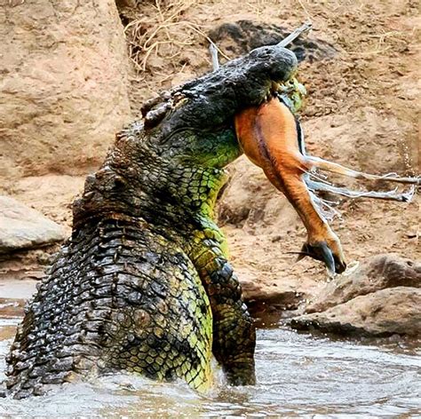 Monstrous crocodile catching lunch : r/natureismetal