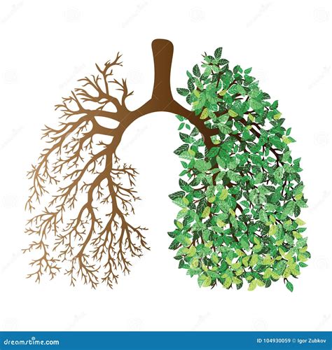 drawing of respiratory system 7
