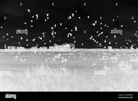 hay collected in rolls, autumn field, a large flock of flying black