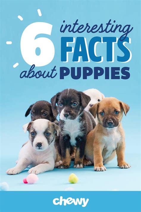 6 Interesting Facts About Puppies Puppy Facts Newborn Puppies Puppies