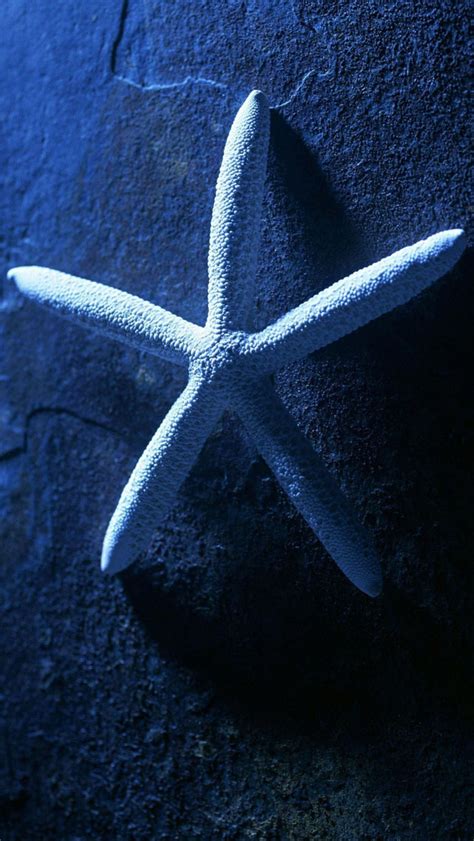 Starfish Wallpaper For Iphone