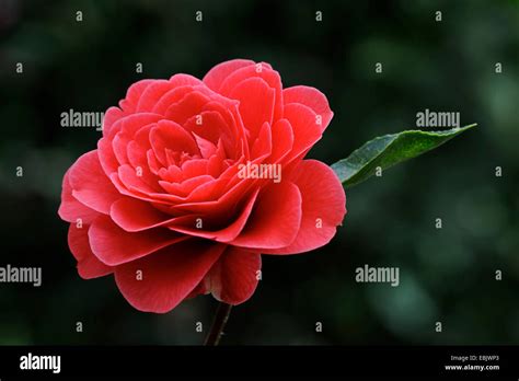 Japanese Camellia Camellia Japonica Single Flower Stock Photo Alamy