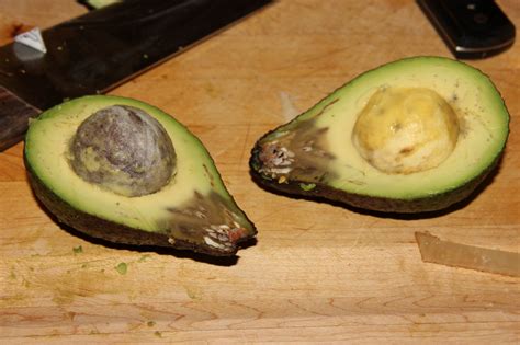 stem  rot  avocado barmac pty