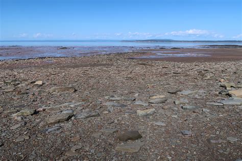 World Heritage Adventures: Joggins Fossil Cliffs - the Roarbotsthe Roarbots