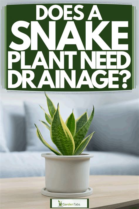 Does A Snake Plant Need Drainage?