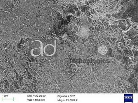 Multi Walled Carbon Nanotubes Mwcnt Nanoparticles Mwcnt