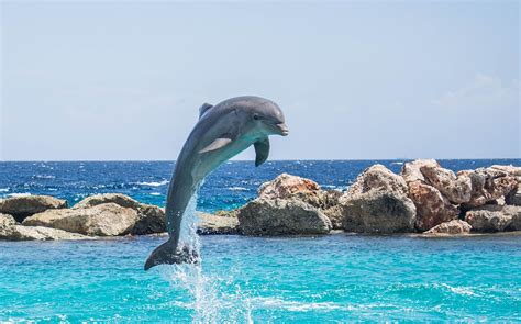 photo dolphin aquarium jumping fish  image  pixabay