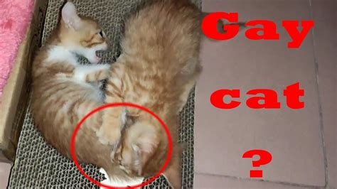 Gay Cats Weird Our Cat Lick Other Kitten S Genitals In Forced YouTube