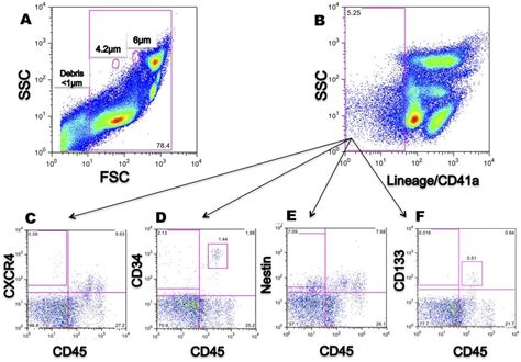 Characterization Of Cord Blood Mononuclear Cells Cbmcs Isolated Using