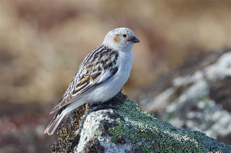 Snow Bunting (Plectrophenax nivalis)