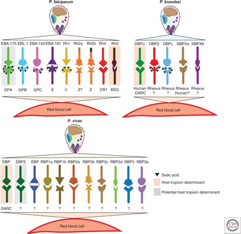 Host Cell Tropism And Adaptation Of Blood Stage Malaria Parasites