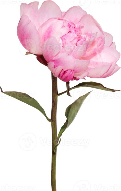 Pink Peony Flower Transparency Background Floral Object Png