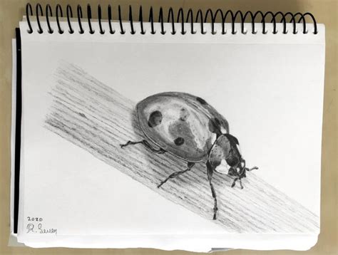 How To Draw Realistic Insects Tips And Fun Facts Ran Art Blog Realistic Drawings Charcoal