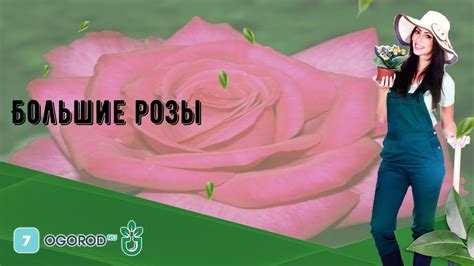 Большие розы - YouTube