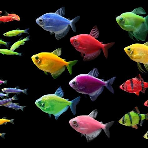 glofish breeding