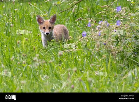 Animal Mammal Wildlife Predator Fox Animal World Dummy Animal