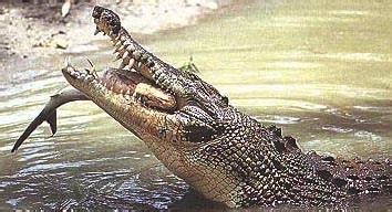Saltwater Crocodile Facts and Pictures | Reptile Fact