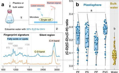 D2O Labeled Single Cell Raman Spectroscopy Showing Microbial Metabolic