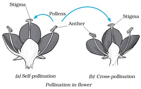 Sexual And Asexual Reproduction In Plants