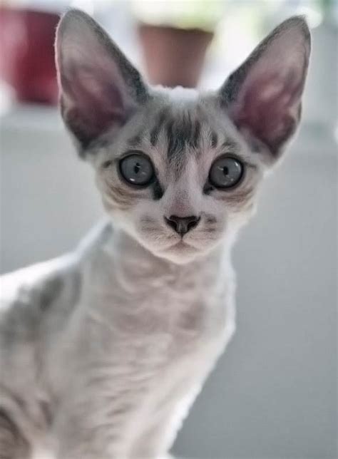 Kot Cornish Rex Dinoanimalspl