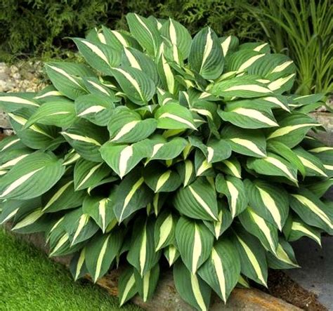 Хоста Уайт Бикини White Bikini купить за 560 GreenGold Гринголд