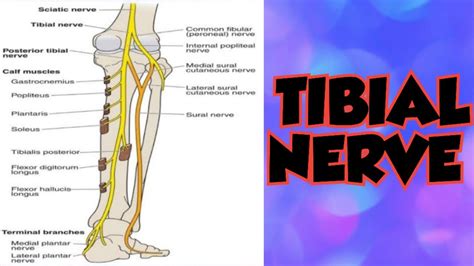 Tibial nerve (course, branches and clinical anatomy) - YouTube