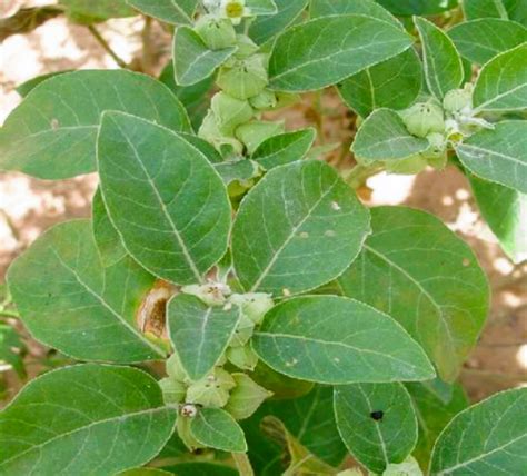 अश्वगंधा के फायदे पुरुषों के लिए 15 Amazing Benefits Of Ashwagandha