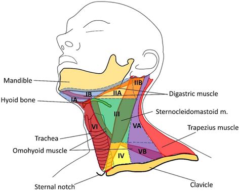 Groups Of Cervical Lymph Nodes I Below The Body Of The Lower Jaw