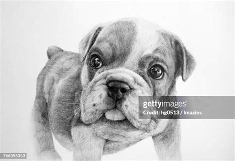 pencil drawings  dogs stock  high res pictures  images