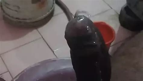 Bilik Air Gay Porn Videos Xhamster