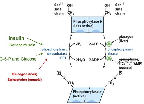 Phosphorylase B Vs Phosphorylase A Diagram
