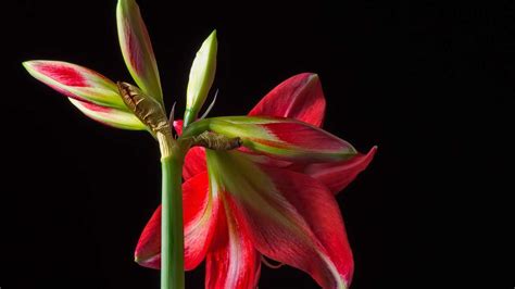 Amaryllis Im Glas Bei Der Pflege Ist Sauberes Wasser Wichtig