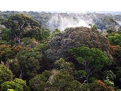 Mata De Igapo Varzea E Terra Firme - Terras do Amazonas: FIRME, VÁRZEA E IGAPÓS – Associação Comercial do ...