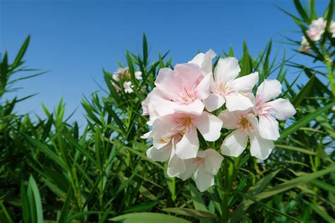 9 Surprising Facts About Oleander