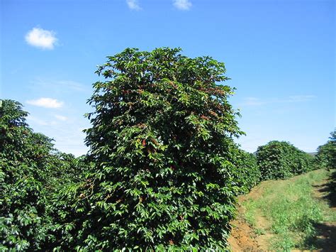 coffee tree pictures facts  coffee trees