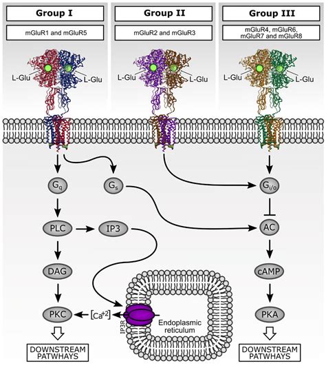 Downstream Signaling Pathways Activated By Metabotropic Glutamate