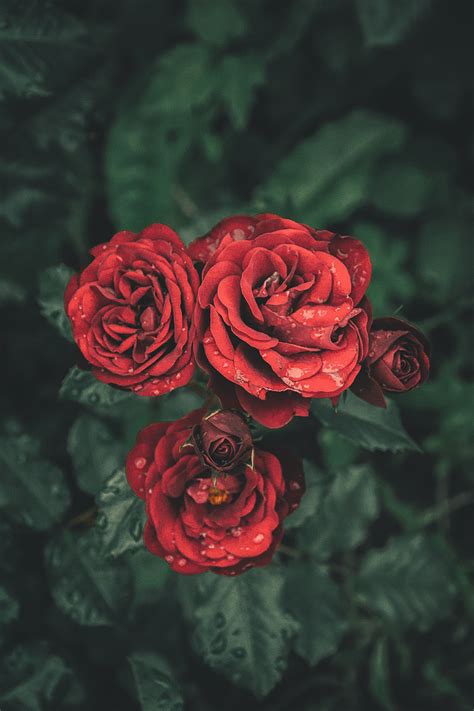 Papel De Parede Rosas Gotas P Talas Gemas X Wallpaperup