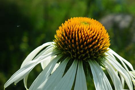 Echinacea Coneflower White Flower Free Photo On Pixabay Pixabay