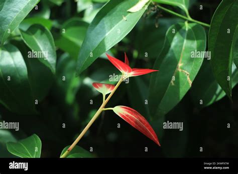 Cinnamon Leaves In Cinnamon Tree Stock Photo Alamy
