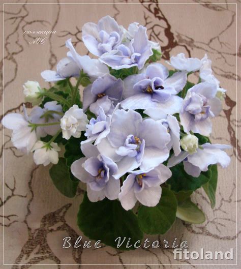 Фиалка Blue Victoria