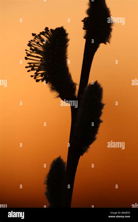 Pussy Willow Silhouette On Sunset Sky Stock Photo Alamy