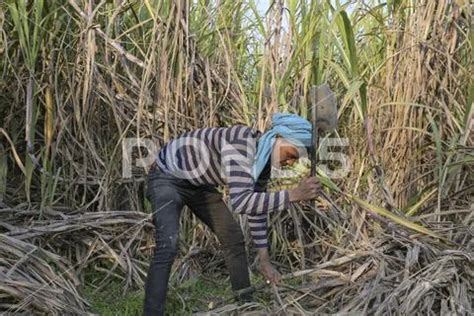 Photograph India Sugar Cane Farming INDIA Punjab Kharar Sugar Cane