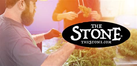 Cannabis Class A Guide To Trimming Weed Step By Step The Stone
