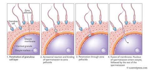 Cells Tissues Organs Fertilization Cleavage Gastrulation And